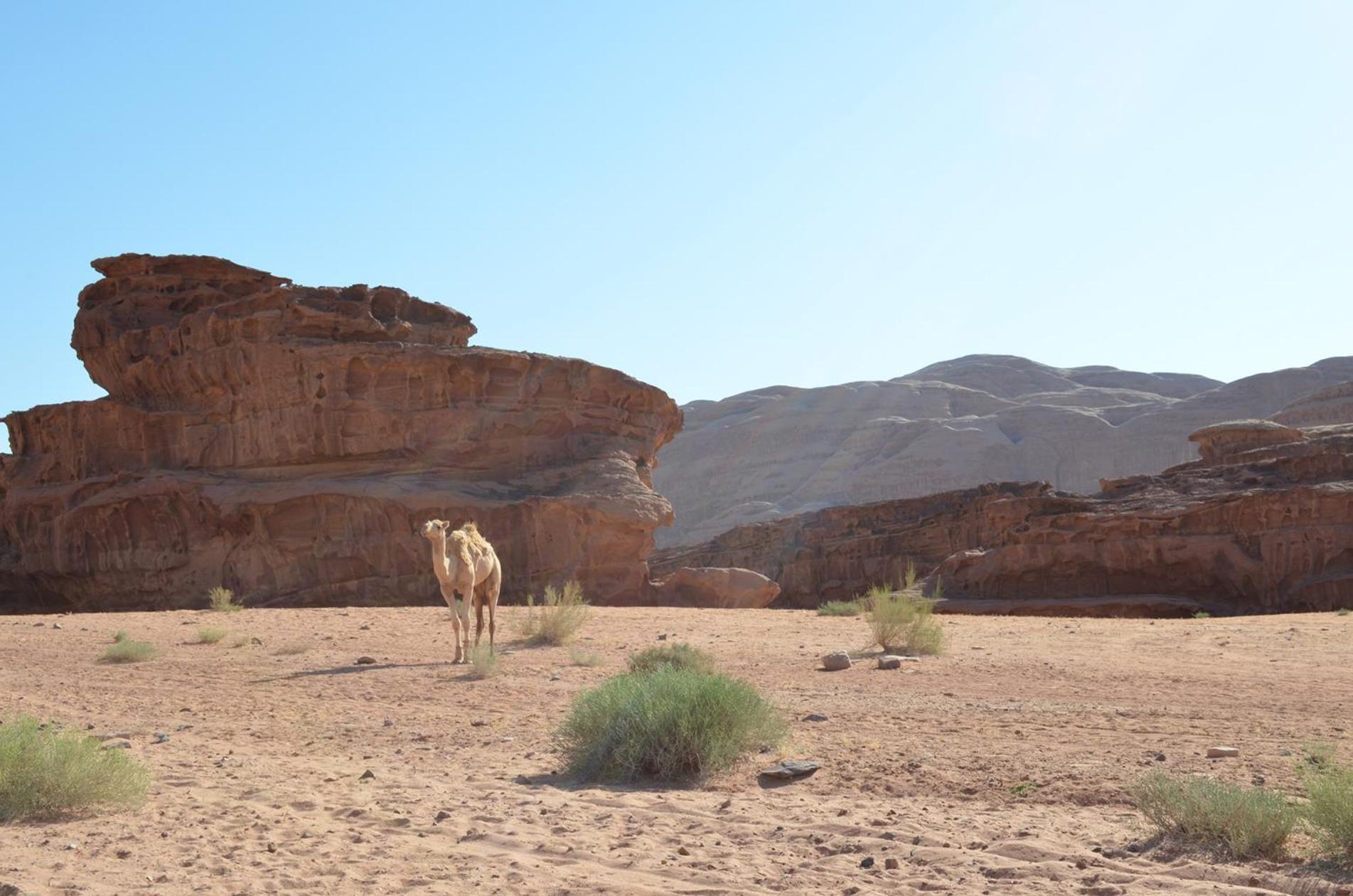 Wadi Rum Mundo Camp Aqaba Eksteriør billede